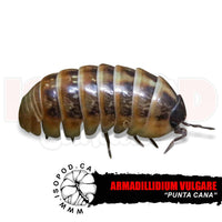 Punta Cana Isopods