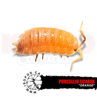 Orange Scaber Isopods