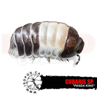 Panda King Isopods