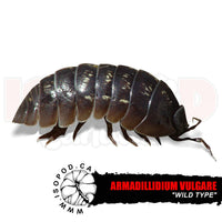 Roly Poly Isopods