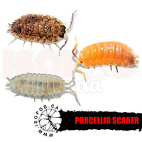 Scaber Party Mix Isopods