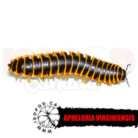 Kentucky Black and Gold Flat Millipede