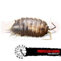 Milkback Isopods