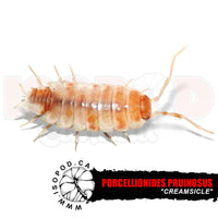 Creamsicle Isopods