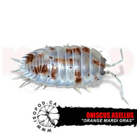 Orange Mardi Gras Skirted Isopods