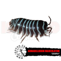 Zebra Isopods