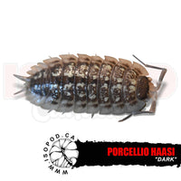 Dark Hassi Isopods