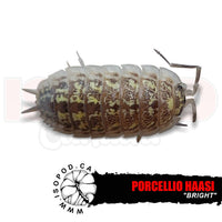 Bright Hassi Isopods