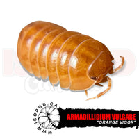 Orange Vigor Isopods