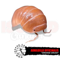 Oak Woodland "Orange Crush" Isopods