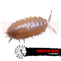 Smooth Caramel Isopods