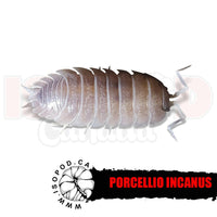 Icanus Isopods