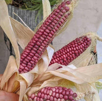 Meet Zea mays. The common name for this is Hopi Purple Corn. Stargazer Exotics is proud to offer the freshest of rare plant seeds. Check this Hopi Purple Corn (Zea mays') out along with all of our other Heirloom Vegetable and Rare Finds Trees plant seeds here at Stargazer Exotics. We ship these Heirloom Vegetable and Rare Finds seeds from Canada to anywhere in the World.
