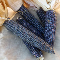 Meet Zea mays. The common name for this is Hopi Turquoise Corn. Stargazer Exotics is proud to offer the freshest of rare plant seeds. Check this Hopi Turquoise Corn (Zea mays') out along with all of our other Heirloom Vegetable and Rare Finds Trees plant seeds here at Stargazer Exotics. We ship these Heirloom Vegetable and Rare Finds seeds from Canada to anywhere in the World.
