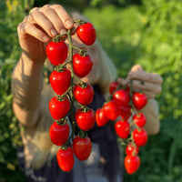 Sweetheart Cherry Tomato