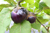 Meet Solanum melongena. The common name for this is Obsidian Eggplant (Nagaoka Kinchaku).  Stargazer Exotics is proud to offer the freshest of rare plant seeds. Check this Obsidian Eggplant (Nagaoka Kinchaku) (Solanum melongena) out along with all of our other Heirloom Vegetable and Rare Finds Trees plant seeds here at Stargazer Exotics. We ship these Heirloom Vegetable and Rare Finds seeds from Canada to anywhere in the World.
