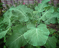 Meet Brassica oleracea. The common name for this is Thousandhead Kale. Stargazer Exotics is proud to offer the freshest of rare plant seeds. Check this Thousandhead Kale (Brassica oleracea) out along with all of our other Heirloom Vegetable and Rare Finds Trees plant seeds here at Stargazer Exotics. We ship these Heirloom Vegetable and Rare Finds seeds from Canada to anywhere in the World.
