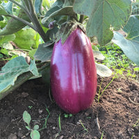 Meet Solanum melongena. The common name for this is Sicilian Rosa Bianca Eggplant. Stargazer Exotics is proud to offer the freshest of rare plant seeds. Check this Sicilian Rosa Bianca Eggplant (Solanum melongena) out along with all of our other Heirloom Vegetable and Rare Finds Trees plant seeds here at Stargazer Exotics. We ship these Heirloom Vegetable and Rare Finds seeds from Canada to anywhere in the World.
