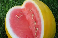 Meet Citrullus lanatus. The common name for this is Royal Golden Watermelon. Stargazer Exotics is proud to offer the freshest of rare plant seeds. Check this Royal Golden Watermelon (Citrullus lanatus) out along with all of our other Rare and Exotic Fruits plant seeds here at Stargazer Exotics. We ship these Rare and Exotic Fruits seeds from Canada to anywhere in the World.
