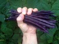 Meet Phaseolus vulgaris. The common name for this is Purple Podded Pole Bean. Stargazer Exotics is proud to offer the freshest of rare plant seeds. Check this Purple Podded Pole Bean (Phaseolus vulgaris) out along with all of our other Heirloom Vegetable and Rare Finds Trees plant seeds here at Stargazer Exotics. We ship these Heirloom Vegetable and Rare Finds seeds from Canada to anywhere in the World.
