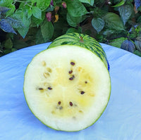 Meet Citrullus vulgaris. The common name for this is Yamato White (Silver) Watermelon. Stargazer Exotics is proud to offer the freshest of rare plant seeds. Other Common names for this rare Rare and Exotic Fruits are: Ginza King, Shiroi Kometto, Densuke Watermelon Check this Yamato White (Silver) Watermelon (Citrullus vulgaris.) out along with all of our other Rare and Exotic Fruits plant seeds here at Stargazer Exotics. We ship these Rare and Exotic Fruits seeds from Canada to anywhere in the World.
