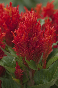 Meet Celosia argentea. The common name for this is Chinese Wool Flower. Stargazer Exotics is proud to offer the freshest of rare plant seeds. Other Common names for this rare Other Rare Plants are: Chinese pussy willow, catkins, lamb's tail, silk tree, mimosa, albizzia, sleeping tree. Check this Chinese Wool Flower (Celosia argentea) out along with all of our Other Rare Plants seeds here at Stargazer Exotics. We ship these Other Rare Plants seeds from Canada to anywhere in the World.
