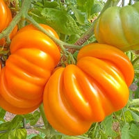 Meet Solanum lycopersicum. The common name for this is Orange Accordion Tomato. Stargazer Exotics is proud to offer the freshest of rare plant seeds. Check this Orange Accordion Tomato (Solanum lycopersicum) out along with all of our other Heirloom Vegetable and Rare Finds Trees plant seeds here at Stargazer Exotics. We ship these Heirloom Vegetable and Rare Finds seeds from Canada to anywhere in the World.
