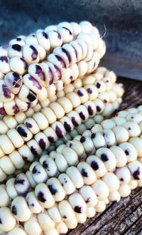 Meet Zea mays. The common name for this is Montana Cudu Corn. Stargazer Exotics is proud to offer the freshest of rare plant seeds. Check this Montana Cudu Corn ( Zea mays) out along with all of our other Heirloom Vegetable and Rare Finds Trees plant seeds here at Stargazer Exotics. We ship these Heirloom Vegetable and Rare Finds seeds from Canada to anywhere in the World.
