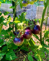 Black Strawberry Tomato