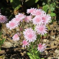 Meet  Taraxacum pseudoroseum.The common name for this is Pink Asian Dandelion. Stargazer Exotics is proud to offer the freshest of rare plant seeds. Other Common names for this rare Other Rare Plants are : Pink dandelion, Asian dandelion, Japanese dandelion, Korean dandelion. Check this Pink Asian Dandelion (Taraxacum pseudoroseum) out along with all of our Other Rare Plants seeds here at Stargazer Exotics. We ship these Other Rare Plants seeds from Canada to anywhere in the World.
