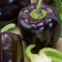 Meet Capsicum annuum The common name for this is Zulu Black Sweet Bell Pepper. Stargazer Exotics is proud to offer the freshest of rare plant seeds. Check this Zulu Black Sweet Bell Pepper (Capsicum annuum) out along with all of our other Heirloom Vegetable and Rare Finds Trees plant seeds here at Stargazer Exotics. We ship these Heirloom Vegetable and Rare Finds seeds from Canada to anywhere in the World.
