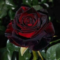 Meet Rosa x hybrida. The common name for this is Florist's Tea Rose 'Black Baccara'. Stargazer Exotics is proud to offer the freshest of rare plant seeds. Other Common names for this rare Other Rare Plants are: Florist's Tea Rose 'Black Baccara', Dark Red Tea Rose. Check this Florist's Tea Rose 'Black Baccara' (Rosa x hybrida) out along with all of our Other Rare Plants seeds here at Stargazer Exotics. We ship these Other Rare Plants seeds from Canada to anywhere in the World.