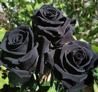 Meet Rosa ‘Halfeti’. The common name for this is Halfeti Black Rose. Stargazer Exotics is proud to offer the freshest of rare plant seeds. Other Common names for this rare Other Rare Plants are : Halfeti Black Rose, Turkish Black Rose. Check this Halfeti Black Rose (Rosa ‘Halfeti’) out along with all of our Other Rare Plants seeds here at Stargazer Exotics. We ship these Other Rare Plants seeds from Canada to anywhere in the World.