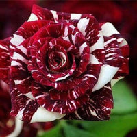 Meet Rosa x hybrida. The common name for this is Florist's Tea Rose 'Red Dragon'. Stargazer Exotics is proud to offer the freshest of rare plant seeds. Other Common names for this rare Other Rare Plants are: Florist's Tea Rose 'Red Dragon', Dragon Red Rose. Check this Florist's Tea Rose 'Red Dragon' (Rosa x hybrida) out along with all of our Other Rare Plants seeds here at Stargazer Exotics. We ship these Other Rare Plants seeds from Canada to anywhere in the World.