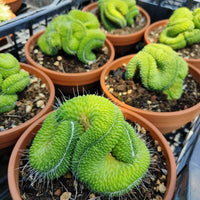 Meet Mammillaria spinosissima. The common name for this is Spiny Pincushion Cactus. Stargazer Exotics is proud to offer the freshest of rare plant seeds. Other Common names for this rare Other Rare Plants are : Red-Headed Irishman Cactus, Silver Arrows, Spiny Pincushion Cactus, Spaghetti Cactus. Check this Spiny Pincushion Cactus (Mammillaria spinosissima) out along with all of our Other Rare Plants seeds here at Stargazer Exotics. We ship these Other Rare Plants seeds from Canada to anywhere in the World.
