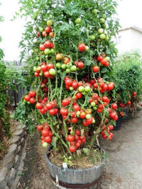 Meet Solanum lycopersicum. The common name for this is Italian Tomato Tree. Stargazer Exotics is proud to offer the freshest of rare plant seeds. Check this Italian Tomato Tree (Solanum lycopersicum) out along with all of our other Heirloom Vegetable and Rare Finds Trees plant seeds here at Stargazer Exotics. We ship these Heirloom Vegetable and Rare Finds seeds from Canada to anywhere in the World.