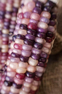 Meet Zea mays. The common name for this is Purple Glass Gem Corn. Exotics is proud to offer the freshest of rare plant seeds. Check this Purple Glass Gem Corn (Zea mays) out along with all of our other Heirloom Vegetable and Rare Finds Trees plant seeds here at Stargazer Exotics. We ship these Heirloom Vegetable and Rare Finds seeds from Canada to anywhere in the World.
