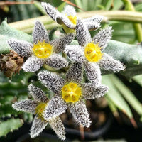 Meet Caralluma burchardii. The common name for this is Snowy Bear Carrion Flower Succulent . Stargazer Exotics is proud to offer the freshest of rare plant seeds. Other Common names for this rare Succulent are: White Carrion Flower, African Cactus, Desert Succulent. Check this Snowy Bear Carrion Flower Succulent (Caralluma burchardii) out along with all of our other Succulent plant seeds here at Stargazer Exotics. We ship these Succulent seeds from Canada to anywhere in the World.
