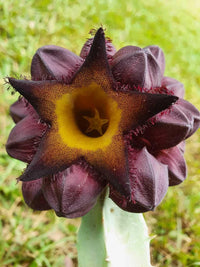 Meet Caralluma speciosa. The common name for this is Golden Royalty Carrion Flower Succulent. Stargazer Exotics is proud to offer the freshest of rare plant seeds.Other Common names for this rare Succulent are: Arabian Caralluma, East Indian Succulent, Orbea speciosa, Stapelia speciosa. Check this Golden Royalty Carrion Flower Succulent (Caralluma speciosa) out along with all of our other Succulent plant seeds here at Stargazer Exotics. We ship these Succulent seeds from Canada to anywhere in the World.