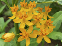 Meet Asclepias curassavica 'Silky Gold'. The common name for this is Golden Milkweed. Stargazer Exotics is proud to offer the freshest of rare plant seeds. Other Common names for this rare Other Rare Plants are: Mexican Butterfly Weed, Silky Gold Milkweed, Tropical Milkweed. Check this Golden Milkweed (Asclepias curassavica 'Silky Gold') out along with all of our Other Rare Plants seeds here at Stargazer Exotics. We ship these Other Rare Plants seeds from Canada to anywhere in the World.
