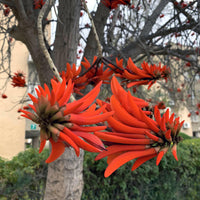 Meet Erythrina caffra. The common name for this is Kaffir Coral Tree. Stargazer Exotics is proud to offer the freshest of rare plant seeds. Other Common names for this rare Other Rare Plants are :Kaffir Coral Tree, African Coral Tree , Coastal Coral Tree, African Coral Tree. Check this Kaffir Coral Tree (Erythrina caffra) out along with all of our Other Rare Plants seeds here at Stargazer Exotics. We ship these Other Rare Plants seeds from Canada to anywhere in the World.