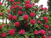 Meet Rhododendron arboreum. The common name for this is Rhododendron Tree. Stargazer Exotics is proud to offer the freshest of rare plant seeds. Other Common names for this rare Other Rare Plants are :  Rhododendron Bush, Tree Rhododendron, Scarlet Rhododendron. Check this Rhododendron Tree (Rhododendron arboreum) out along with all of our Other Rare Plants seeds here at Stargazer Exotics. We ship these Other Rare Plants seeds from Canada to anywhere in the World.
