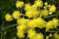 Meet Acacia fimbriata.  The common name for this is Brisbane Golden Wattle.  Stargazer Exotics is proud to offer the freshest of rare plant seeds. Other Common names for this rare Other Rare Plants are:  Australian Golden Wattle, Fringed Wattle, Brisbane Wattle, Fringed Acacia, Wattle Tree. Check this Brisbane Golden Wattle (Acacia fimbriata) out along with all of our Other Rare Plants seeds here at Stargazer Exotics. We ship these Other Rare Plants seeds from Canada to anywhere in the World.
