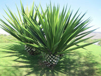 Meet Agave sisalana. The common name for this is Sisal Agave. Stargazer Exotics is proud to offer the freshest of rare plant seeds. Other Common names for this rare Other Rare Plants are :Agave Plant, Sisal Agave, Sisal Plant, Sisal Yucca, Sisal Hemp. Check this Sisal Agave (Agave sisalana) out along with all of our Other Rare Plants seeds here at Stargazer Exotics. We ship these Other Rare Plants seeds from Canada to anywhere in the World.
