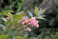 Meet Vaccinium corymbosum.The common name for this is Pink Berry  - Pink Blueberries. Stargazer Exotics is proud to offer the freshest of rare plant seeds. Other Common names for this rare Other Rare Plants are :Blueberry 'Pink Lemonade', Pink Lemonade Blueberry Bush. Check this Pink Berry  - Pink Blueberries (Vaccinium corymbosum) out along with all of our Other Rare Plants seeds here at Stargazer Exotics. We ship these Other Rare Plants seeds from Canada to anywhere in the World.
