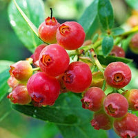 Meet Vaccinium corymbosum. The common name for this is Blueberry  'Pink Lemonade'.  Stargazer Exotics is proud to offer the freshest of rare plant seeds. Other Common names for this rare Other Rare Plants are: Pink Lemonade Blueberry Bush, Blueberry, Huckleberry, American Blueberry, Tall Highbush Blueberry (Vaccinium corymbosum) out along with all of our other Other Rare Plants plant seeds here at Stargazer Exotics. We ship these Other Rare Plants seeds from Canada to anywhere in the World.
