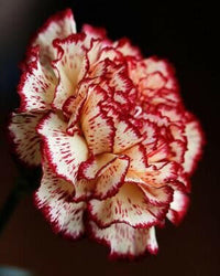 Meet Dianthus caryophyllus. The common name for this is Red and White Varigated Carnation. Stargazer Exotics is proud to offer the freshest of rare plant seeds. Other Common names for this rare Other Rare Plants are: Red and White Variegated Carnation, Bicolor Carnation. Check this Red and White Varigated Carnation (Dianthus caryophyllus) out along with all of our Other Rare Plants seeds here at Stargazer Exotics. We ship these Other Rare Plants seeds from Canada to anywhere in the World.
