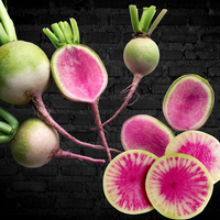 Meet Raphanus sativus. The common name for this is Watermelon Radish / Beauty Heart Radish . Stargazer Exotics is proud to offer the freshest of rare plant seeds. Check this Watermelon Radish / Beauty Heart Radish (Raphanus sativus) out along with all of our other Heirloom Vegetable and Rare Finds Trees plant seeds here at Stargazer Exotics. We ship these Heirloom Vegetable and Rare Finds seeds from Canada to anywhere in the World.
