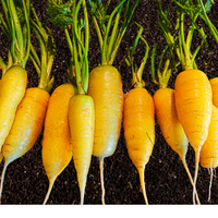 Meet Daucus carota. The common name for this is Uzbek Gold Carrot. Stargazer Exotics is proud to offer the freshest of rare plant seeds. Check this Uzbek Gold Carrot  (Daucus carota) out along with all of our other Heirloom Vegetable and Rare Finds Trees plant seeds here at Stargazer Exotics. We ship these Heirloom Vegetable and Rare Finds seeds from Canada to anywhere in the World.
