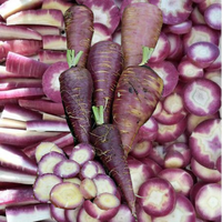 Meet  Daucus carota. The common name for this is Gniff Carrot. Stargazer Exotics is proud to offer the freshest of rare plant seeds. Check this Gniff Carrot (Daucus carota) out along with all of our other Heirloom Vegetable and Rare Finds Trees plant seeds here at Stargazer Exotics. We ship these Heirloom Vegetable and Rare Finds seeds from Canada to anywhere in the World.